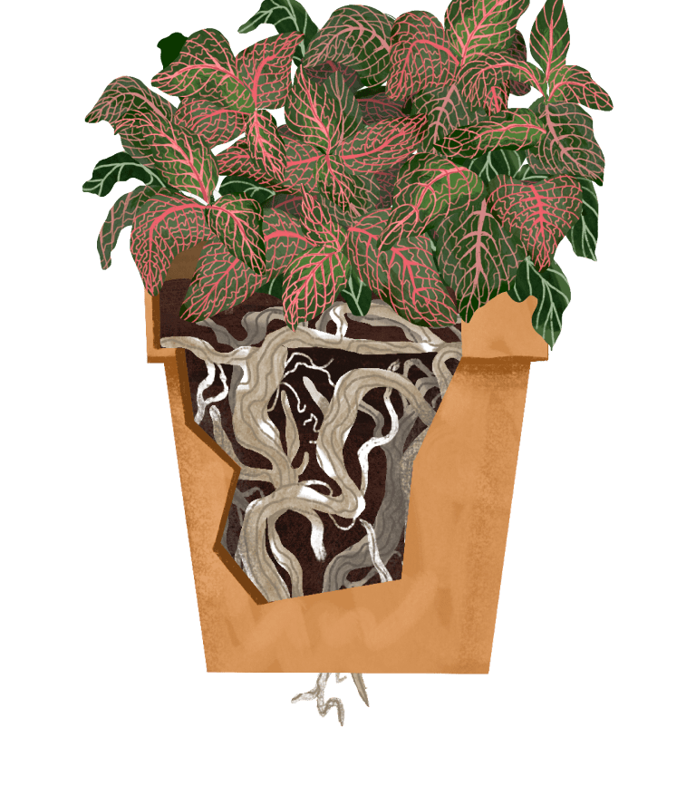 Nerve Plant Plant Care Guide